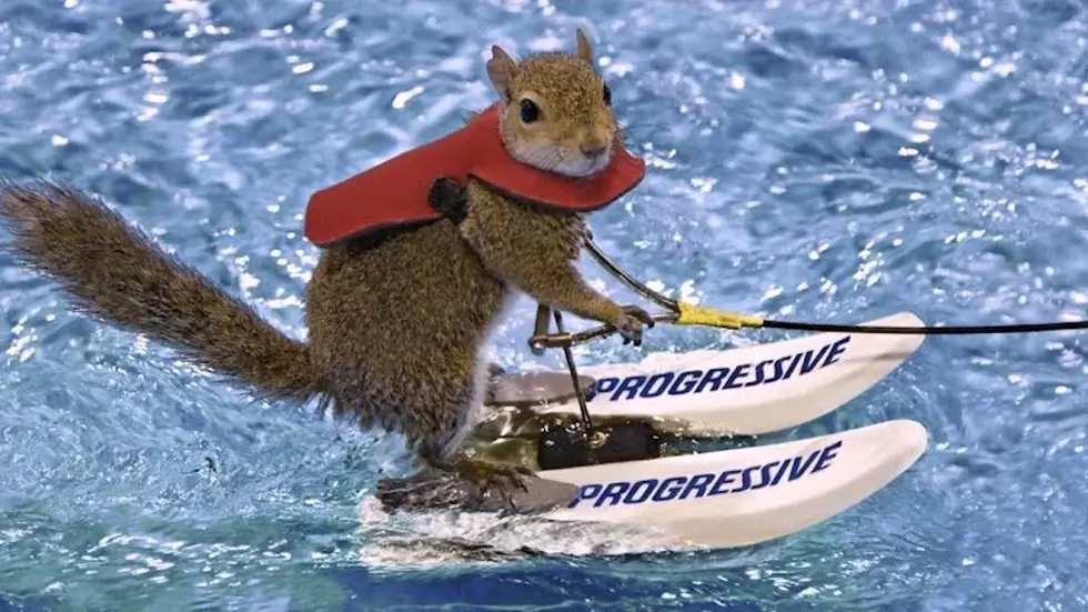 Twiggy, The Water Skiing Squirrel Is Coming 