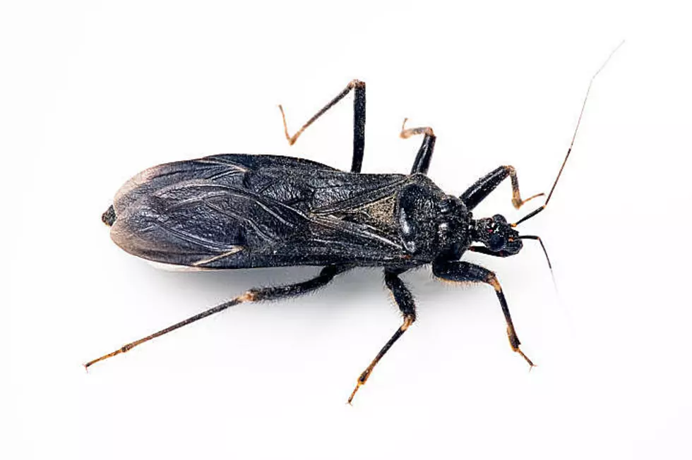 Kissing Bug Invading The US And Working It&#8217;s Way North!