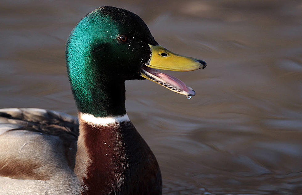 Birding:  North Dakota's Most Stunning Ducks (GALLERY-PHOTOS)