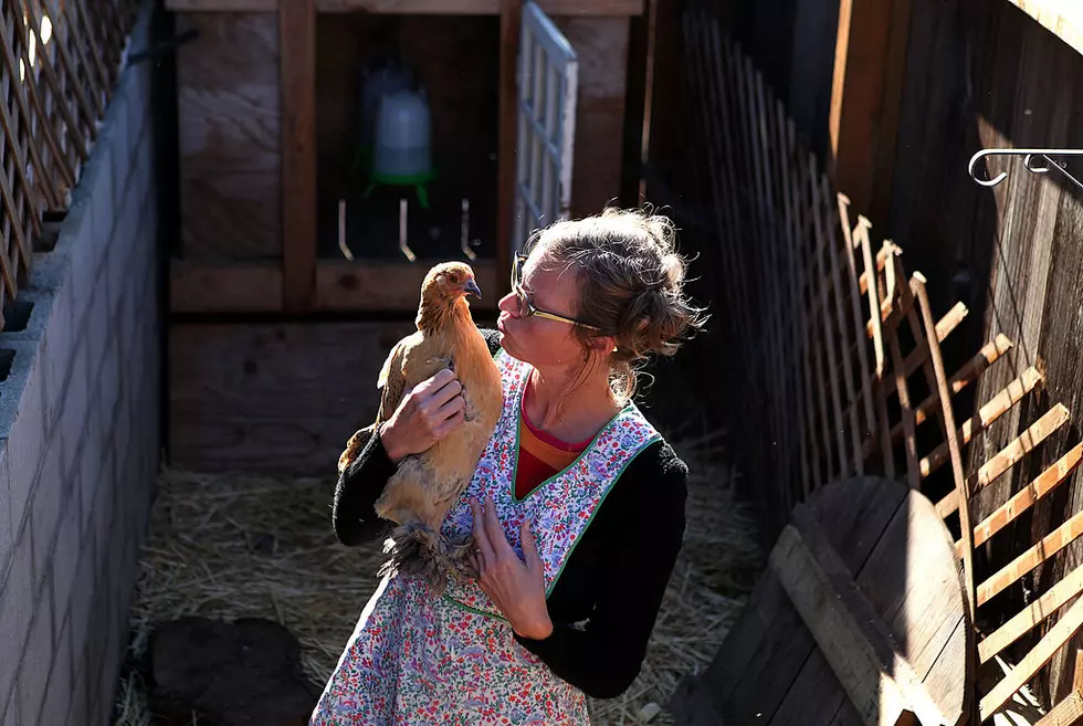 What The Cluck? Should The City Of Bismarck Allow Chickens?