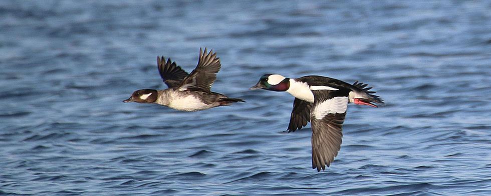 All Signs Are Pointing Towards A Disastrous Duck Season In North Dakota