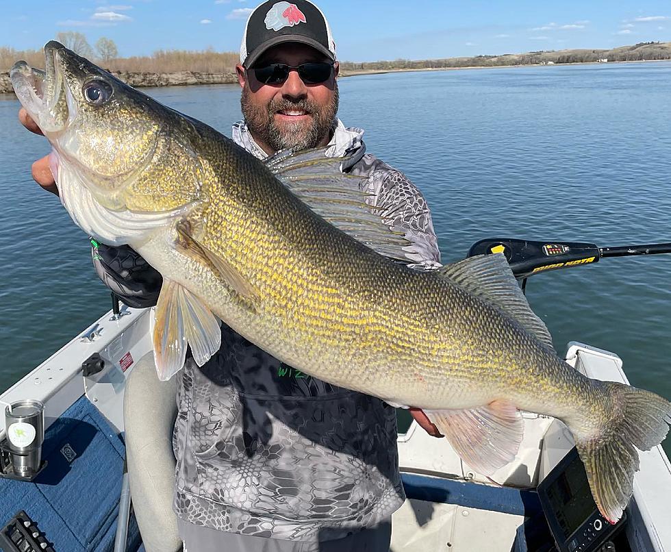 Did Bismarck's Mike Peluso Just Catch A State Record Walleye?