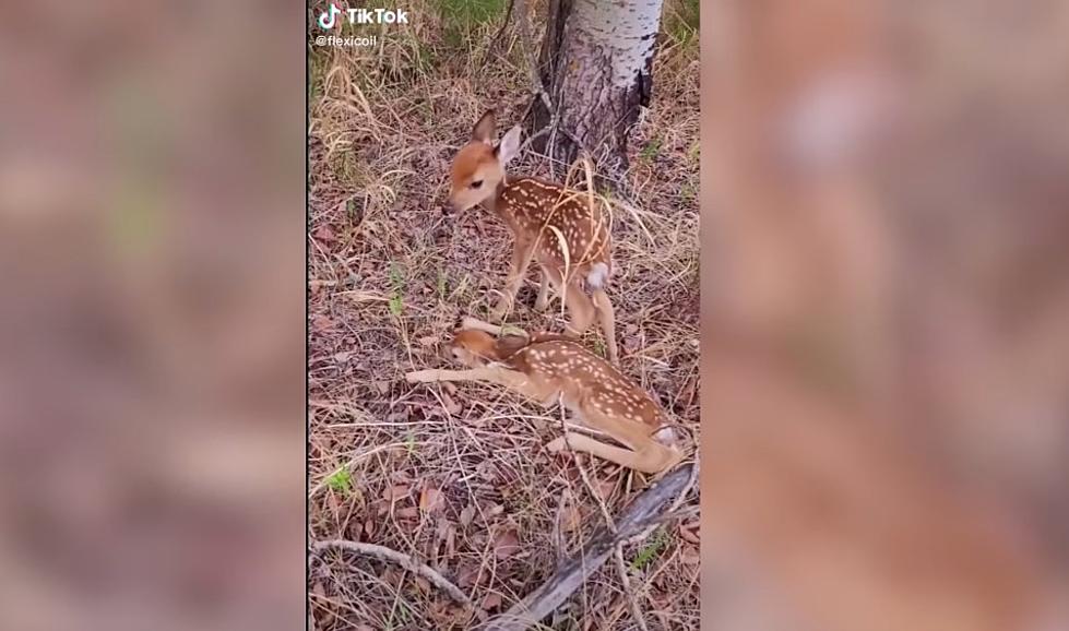 (WATCH)North Dakota Farmer Blows Up The Internet With Baby Deer 