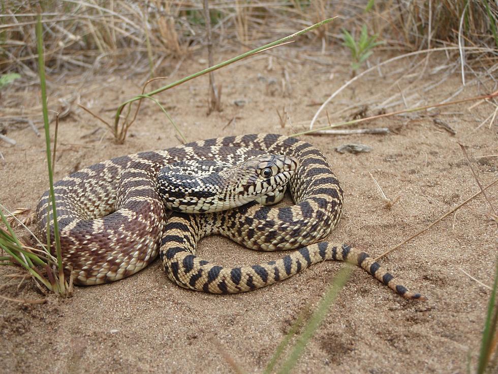 8 Different Kinds Of Snakes You Could Run Into In North Dakota