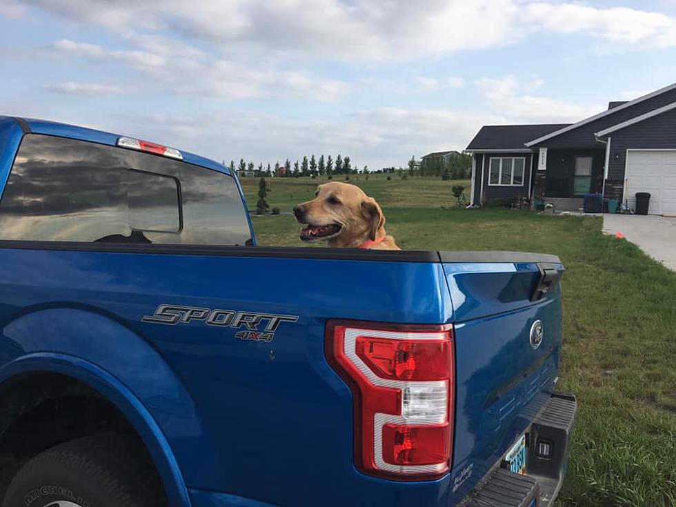 Is It Legal In ND To Let A Dog Ride In A Truck Bed Unrestrained?