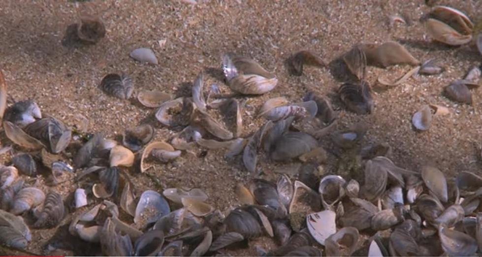 Zebra Mussels In North Dakota Lakes, Will It Really Be That Bad?