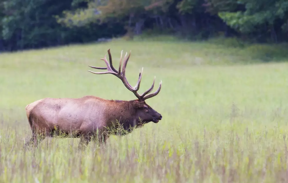 Single Bull Elk with antlers in green grass.