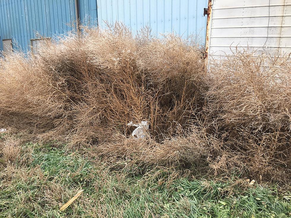 Need Help With Tumbleweed Cleanup?  Bismarck Has You Covered