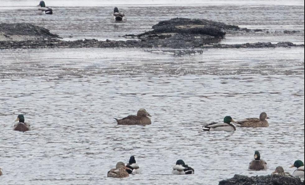 Another Very Out Of Place Sea Duck Lands In North Dakota