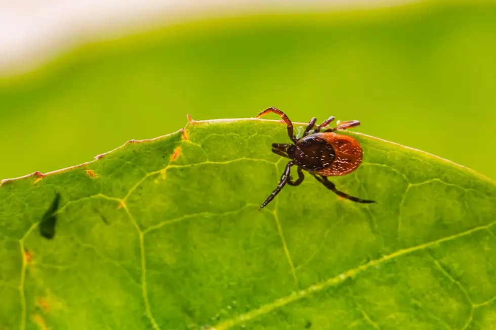 And Then Come The Ticks, It&#8217;s Always Tick Season in North Dakota!