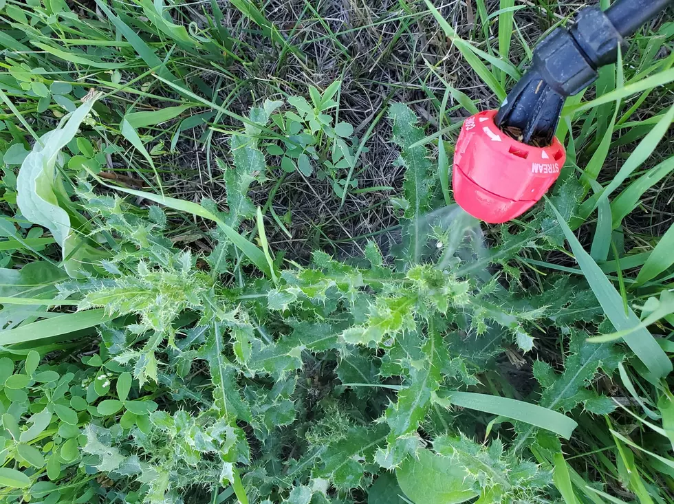 Tigger and BEC, Noxious, Weeds, Canada, Thistle, North Dakota