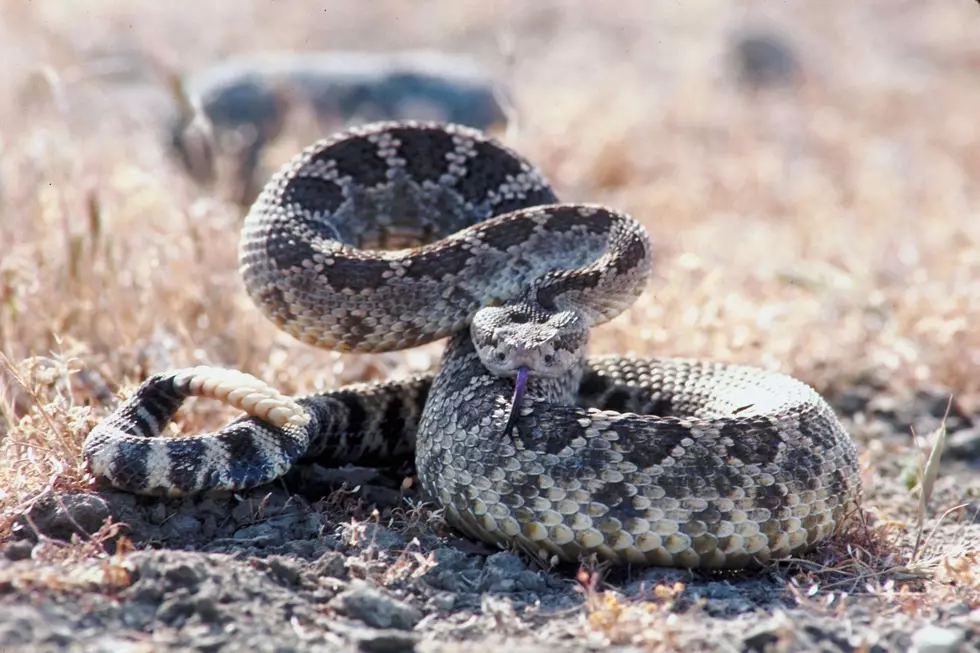 The 8 Kinds Of Snakes You Could Encounter In North Dakota