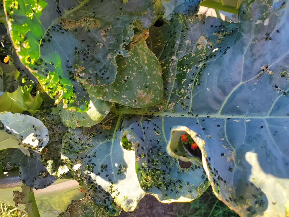 black flea beetles, canola, garden pest, Brocolli, Tigger and bec, ranch it up, the bend