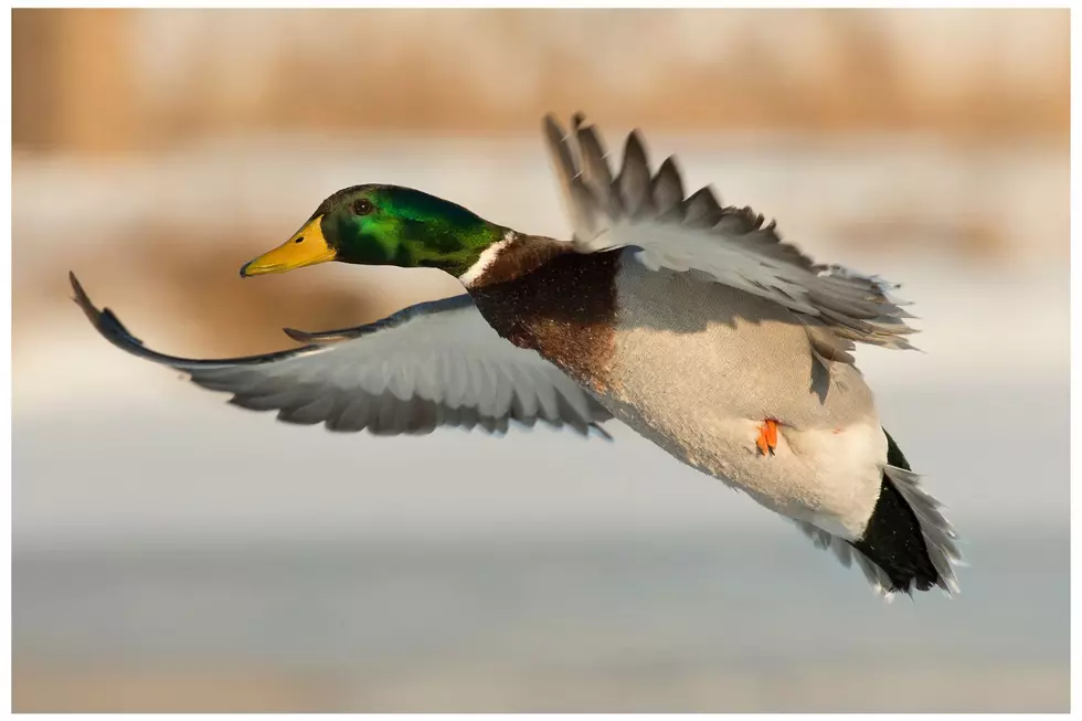 BUY NOW! Waterfowl Hunting In ND Requires Federal Stamp