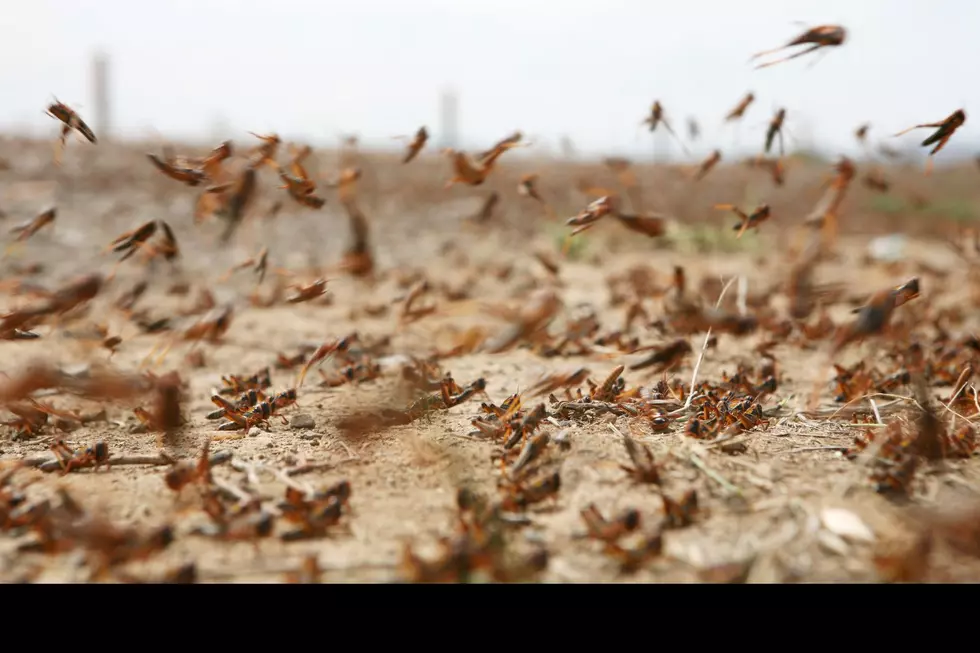 Grasshopper, locust, crops, pastures, farm, ranch, mega drought, drought, tigger and BEC, ranch it up