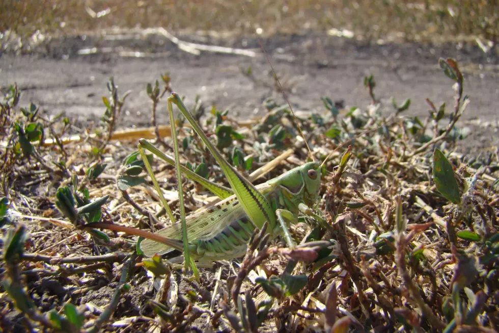 Grasshopper, locust, crops, pastures, farm, ranch, mega drought, drought, tigger and BEC, ranch it up
