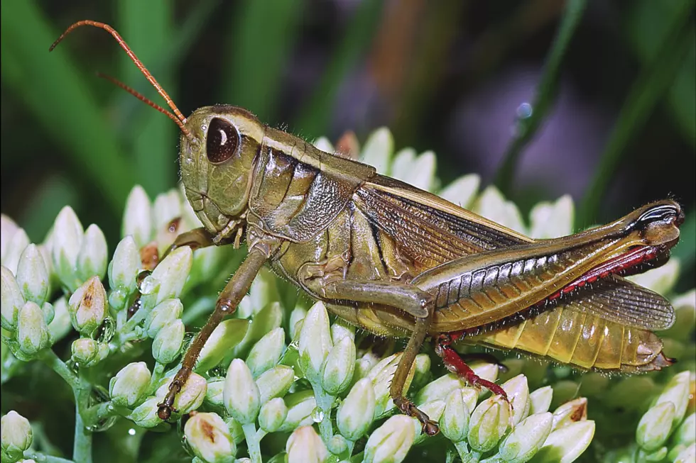 Grasshopper, locust, crops, pastures, farm, ranch, mega drought, drought, tigger and BEC, ranch it up