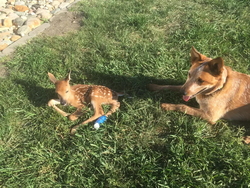 A Tearful Update On A North Dakota Favorite: "Jonnie" The Deer