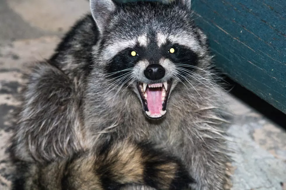 A Woman Walks Into A Bar In North Dakota Carrying A Raccoon