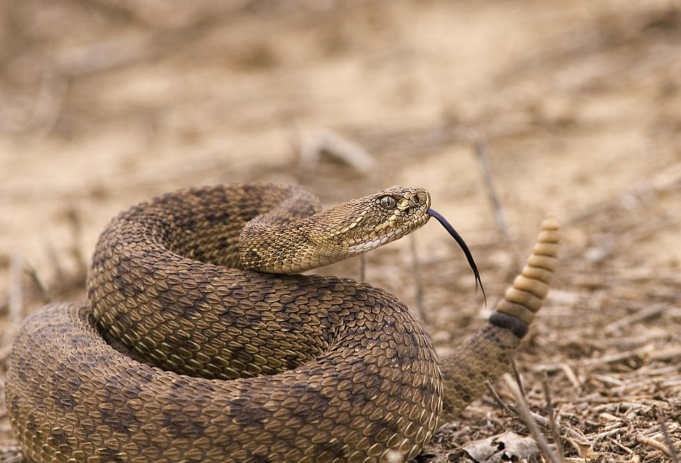 Rattlesnakes East Of The Missouri In North Dakota Are A Thing
