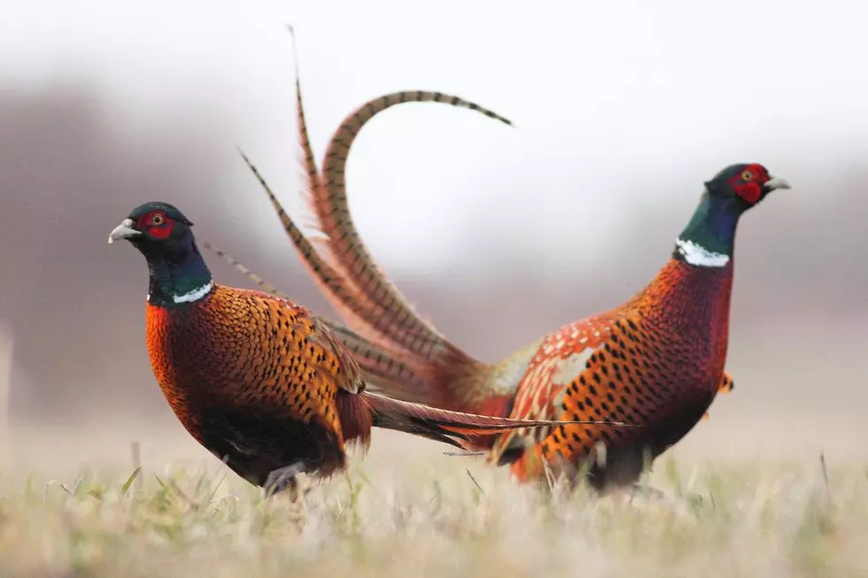 Pheasant Opener Saturday! The ND POSTED Laws To Know