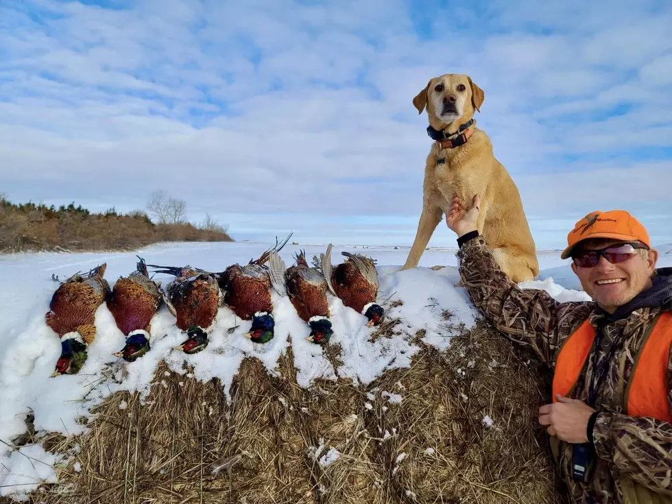 Late Season North Dakota Pheasant Hunting Tips