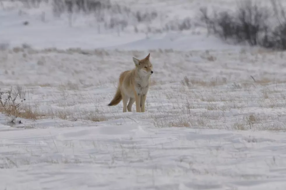 Have You Seen More Coyotes In North Dakota?