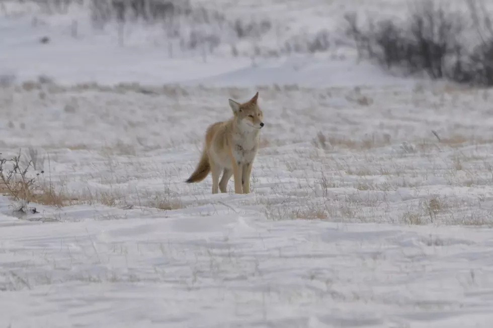 North Dakota Coyotes Becoming More Fearless?