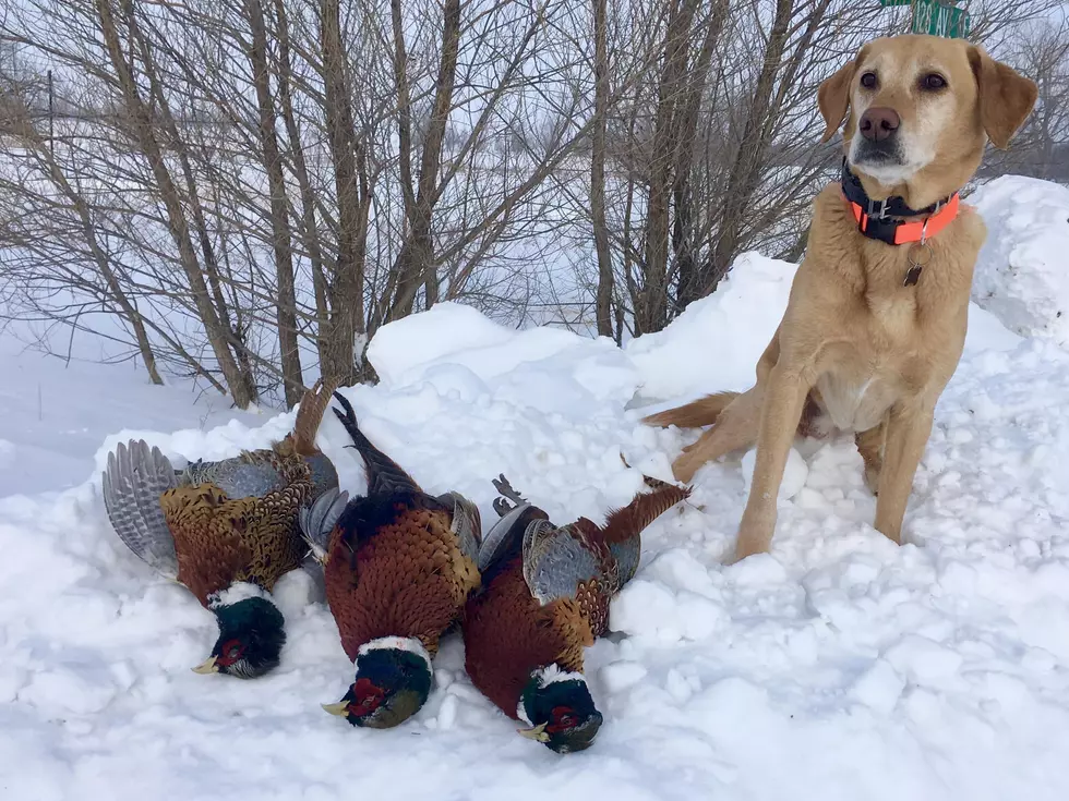 North Dakota&#8217;s Tentative 2023 Hunting Season Dates Announced