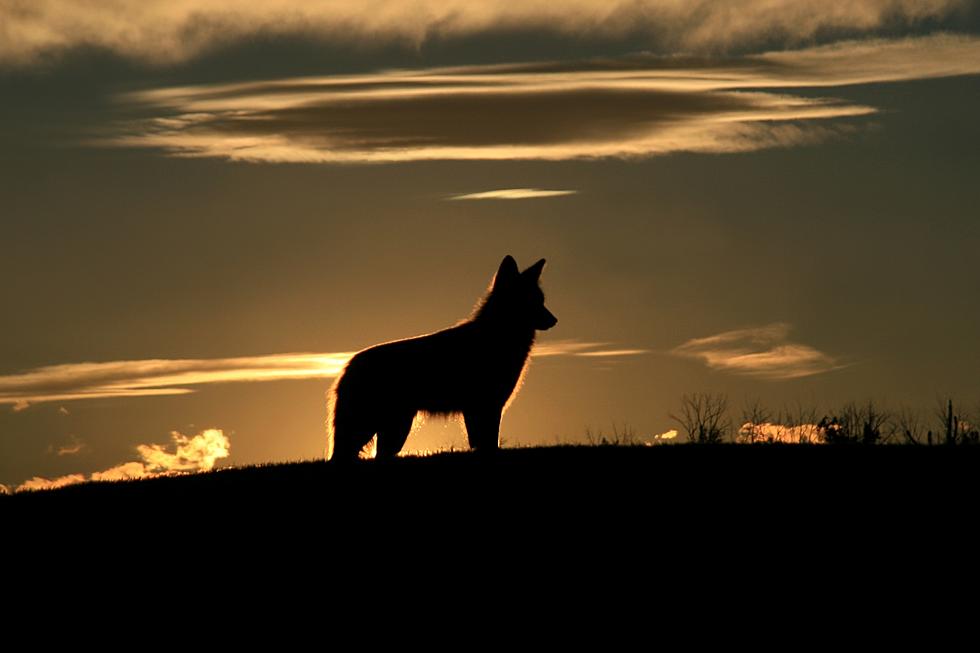 Breeding Season Is Now For Coyotes In North Dakota &#038; Minnesota