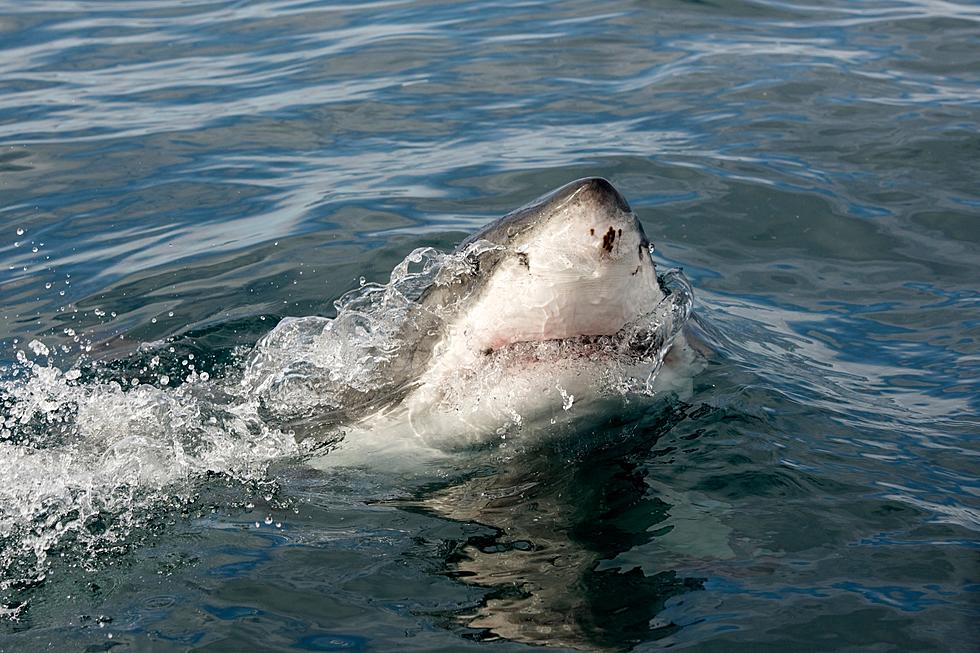 (VIDEO) Catch Of A Lifetime Made By North Dakota Family