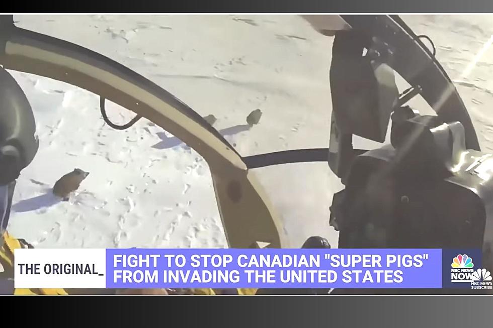 (VIDEO) National Spotlight On North Dakota For Super Pig Invasion