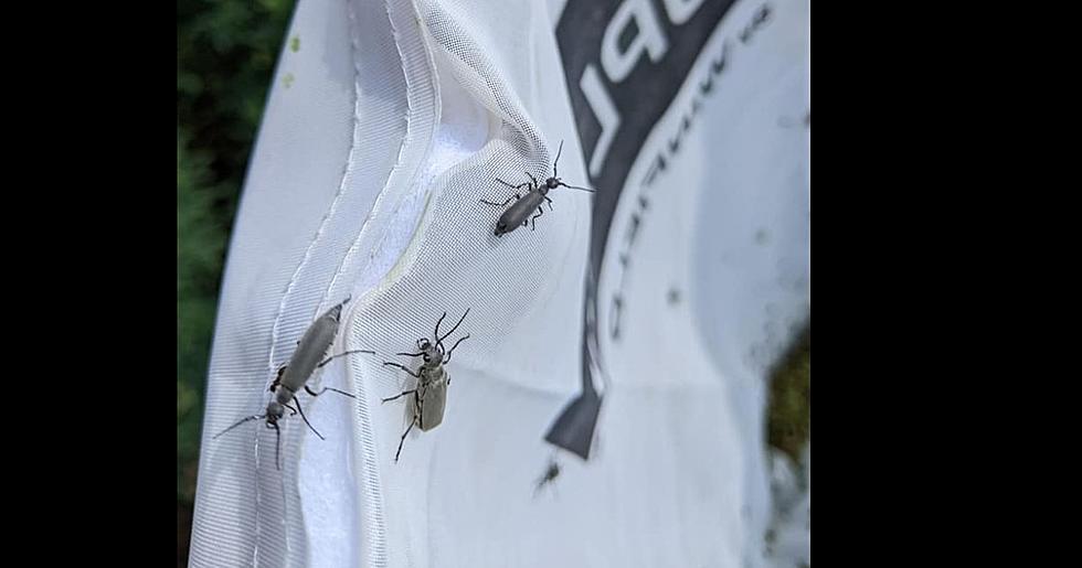 North Dakota's Toxic Insect That Leaves A Blister After Its Bite