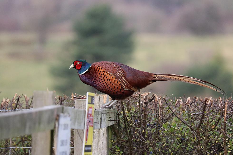 One Half Of The Pheasant Forecast For North Dakota Is Out