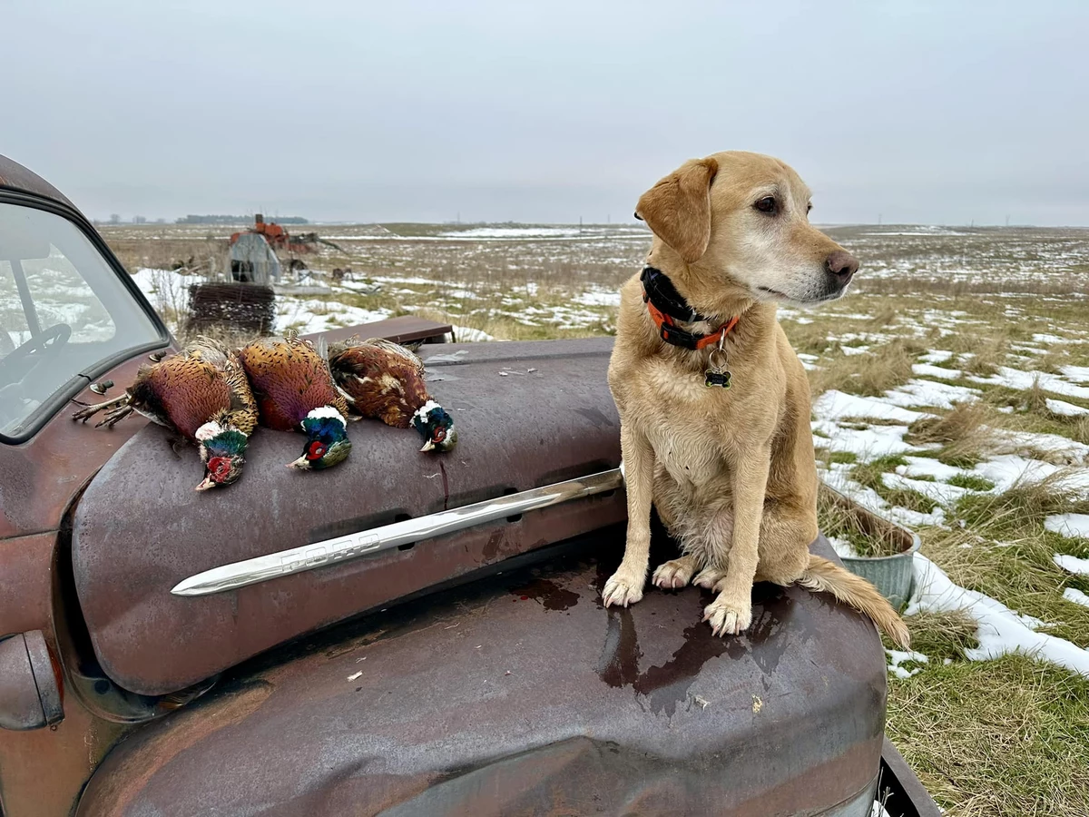 North Dakota Dog Owners Holding Their Breath Over A New Sickness