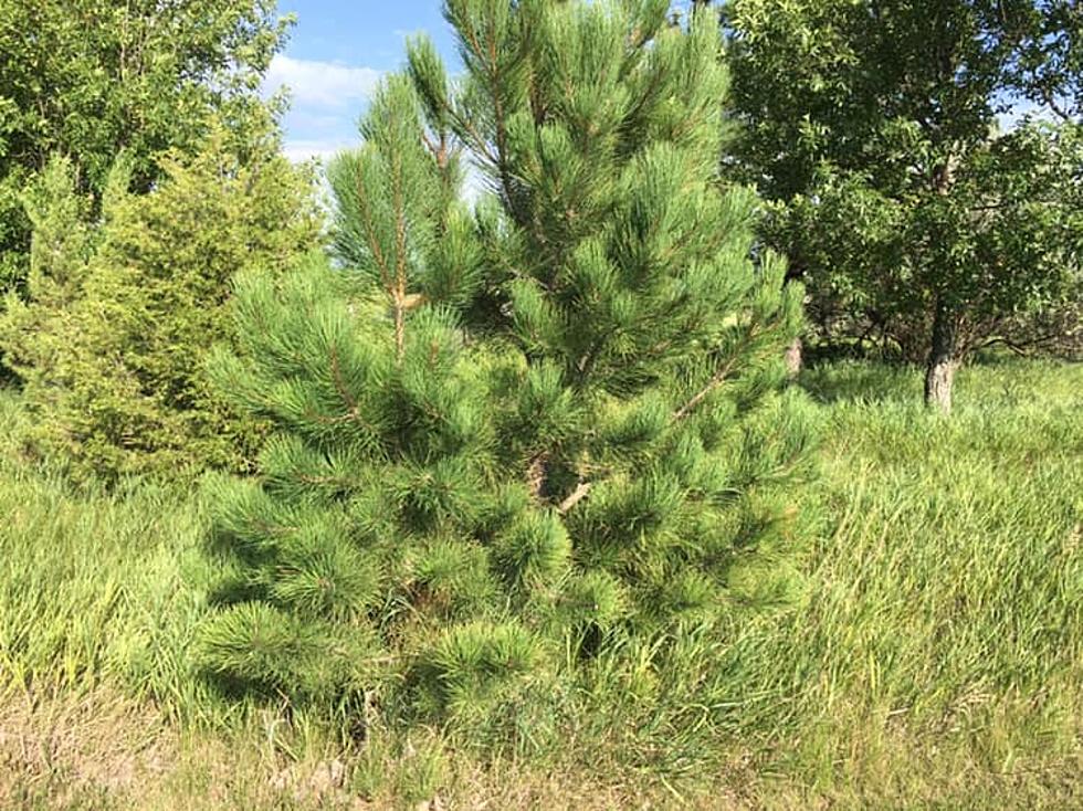 What Is The Oldest Tree Ever Recorded In North Dakota?