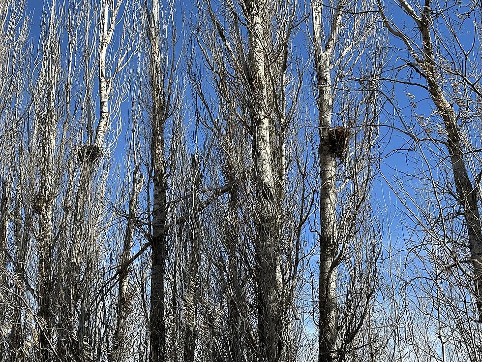 What Are These Large Nests In North Dakota Trees?