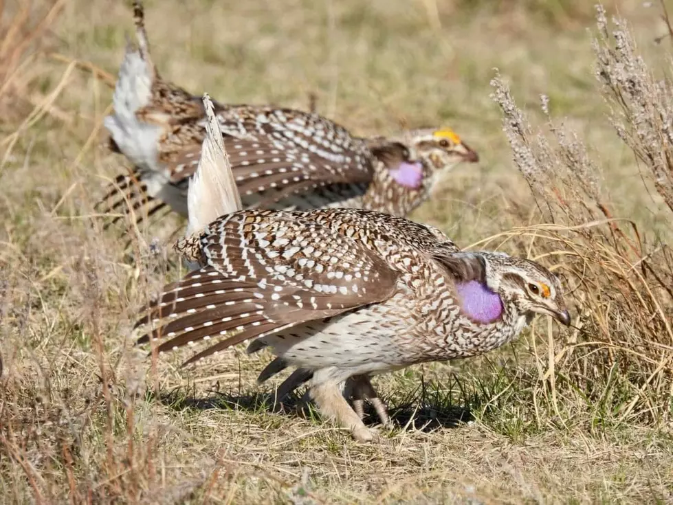 Native North Dakota Bird Really Knows How To Dance