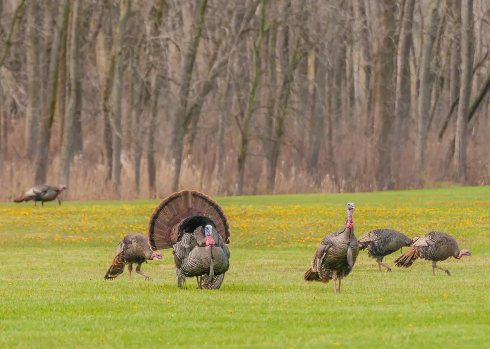 North Dakota Boy Shoots Rare Turkey & Gets Ripped For It