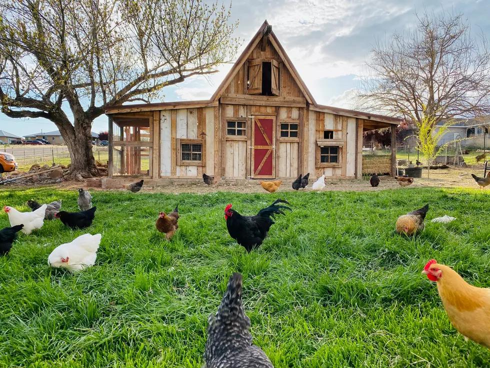 Chickens Are On The Ballot In This Area North Dakota City