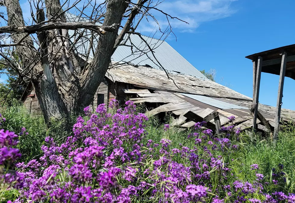 WARNING: Purple Flowers In North Dakota Are Not What You Think