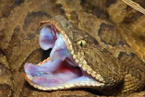 Surge In Human-Snake Encounters Causes Urgent Warnings