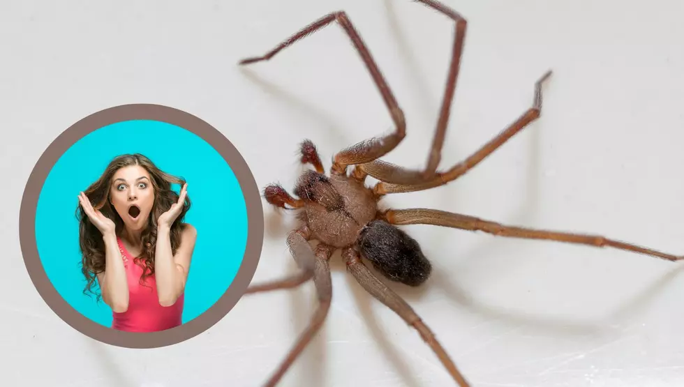 Do Brown Recluse Spiders Exist In North Dakota?
