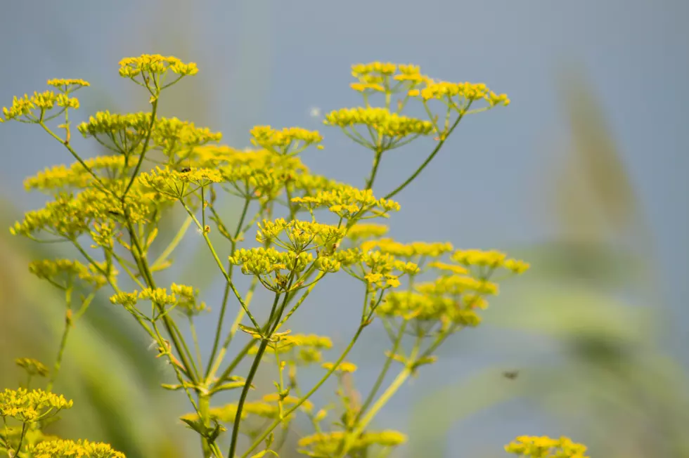 Caution: Potentially Dangerous Plant Is Growing In ND