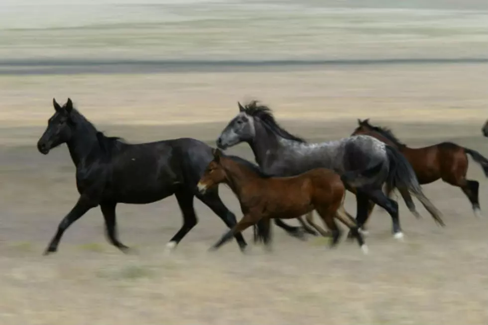 Wild Horses in Theodore Roosevelt National Park to be Auctioned This Fall