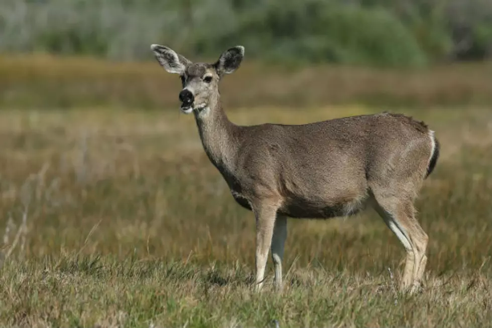 Deer Hunting Season Returns Record High Results