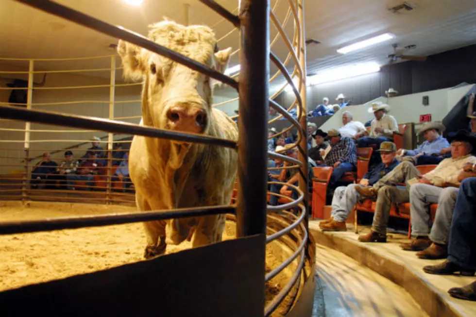 ND Cattle Groups May Clash Over Beef Checkoff