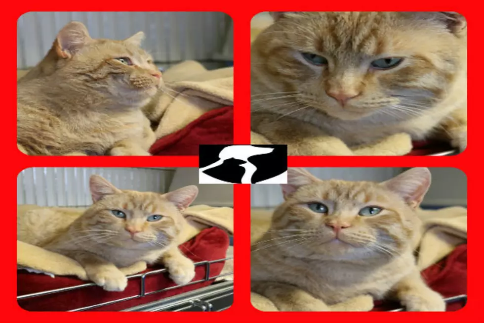 Want a Kitty? Turducken, The Cat is Ready!  [VIDEO]