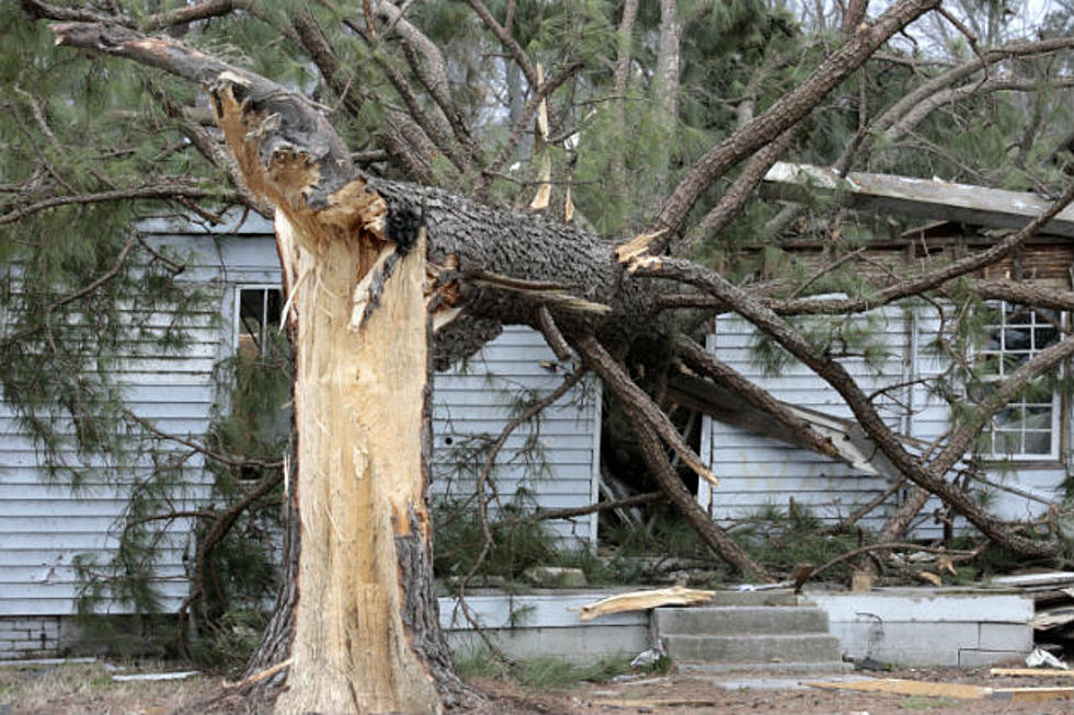 Storm-Damaged Trees?