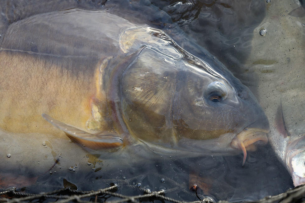 Tappen Man Nails Record Carp With…Bow & Arrow!